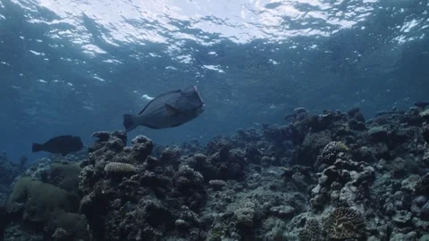 Bumphead Parrotfish in Australia Video stock 303074687