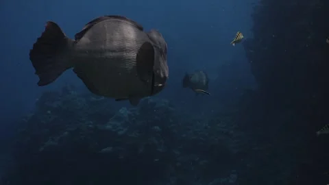 Bumphead Parrotfish in Australia Stock Footage 303074758