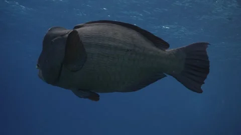 Bumphead Parrotfish in Australia Stock Footage 303074985