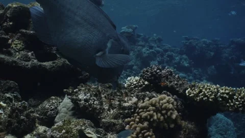 Bumphead Parrotfish in Australia Video stock 303075790