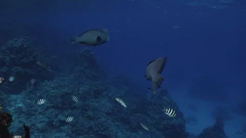 Bumphead Parrotfish in Australia Video stock 303075798