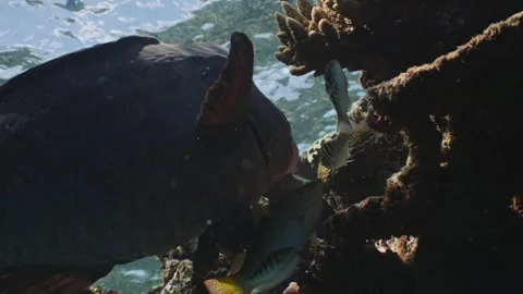 Bumphead Parrotfish in Australia Video stock 303075801