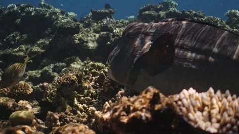 Bumphead Parrotfish in Australia Stock Footage 303075805