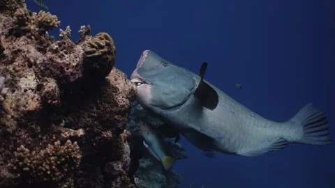 Bumphead Parrotfish in Australia Video stock 303076040