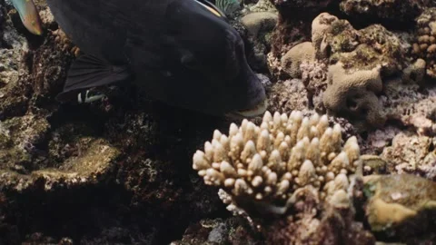 Bumphead Parrotfish in Australia Stock Footage 303076659