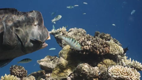 Bumphead Parrotfish in Australia Video stock 303076662