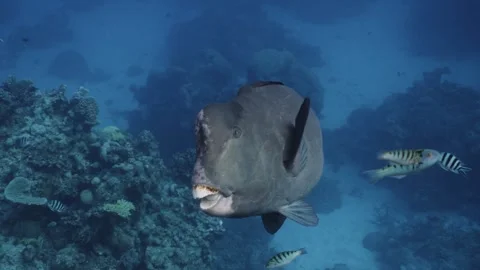 Bumphead Parrotfish in Australia Video stock 303076706