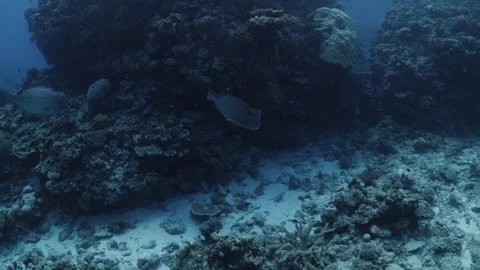 Bumphead Parrotfish in Australia Video stock 303076778
