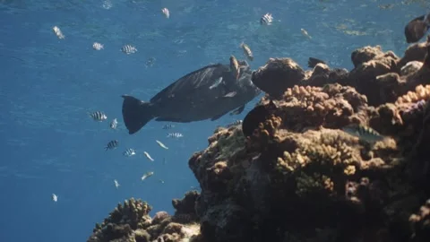 Bumphead Parrotfish in Australia Video stock 303076916