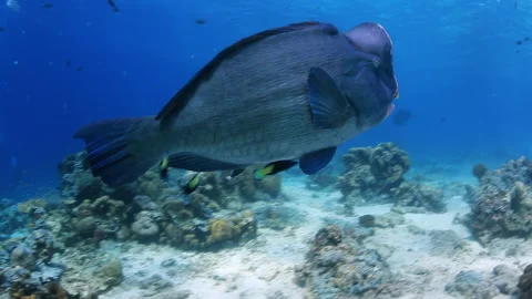 Bumphead Parrotfish Being Cleaned on a Coral Reef 스톡 동영상 346110003