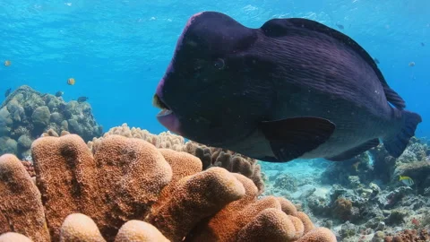 Bumphead Parrotfish Being Cleaned by Wrasse on Coral Reef 스톡 동영상 346110515