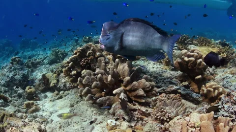 Bumphead Parrotfish at a Cleaning Station 스톡 동영상 345711110