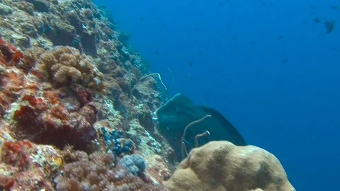 Bumphead parrotfish. 動画素材 70753762