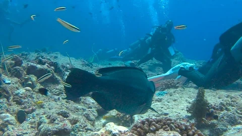 Bumphead parrotfish. 動画素材 70754166