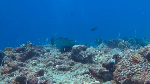 Bumphead parrotfish. Stock Footage 70756506