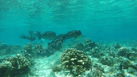 Bumphead Parrotfish Stock Footage 88612458