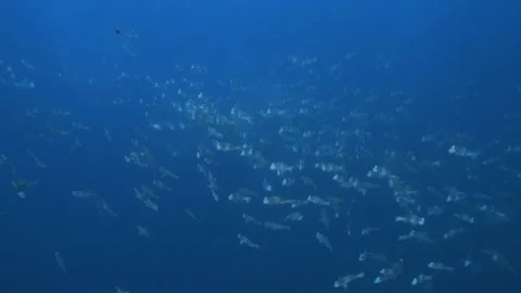 Bumphead parrotfish gathering for spawning, reproduction in Palau, 스톡 동영상 274636734