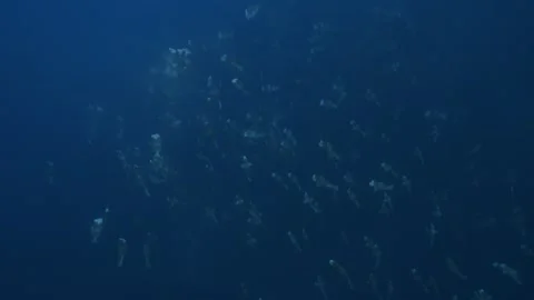 Bumphead parrotfish gathering for spawning, reproduction in Palau, Stock Footage 274636794