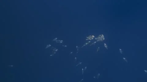 Bumphead parrotfish gathering for spawning, reproduction in Palau, 스톡 동영상 274636876