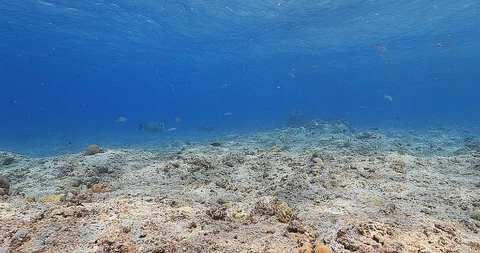 Bumphead Parrotfish getting cleaned on a Coral Reef in Palau Micronesia Video stock 89638682