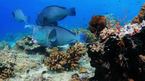 Bumphead Parrotfish Hovering Over a Coral Reef 스톡 동영상 346111056