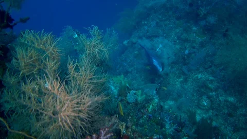 Bumphead parrotfish hovering under black coral and fusiliers passing by Stock Footage 111760903