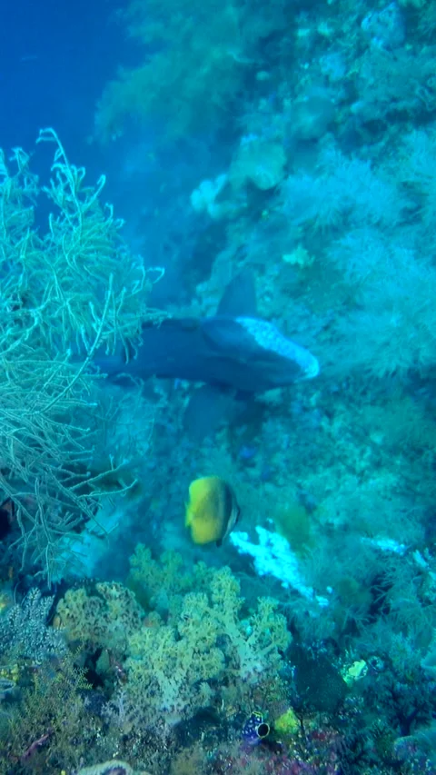 Bumphead parrotfish hovering under black coral and fusiliers passing by Vídeo Stock 227814046
