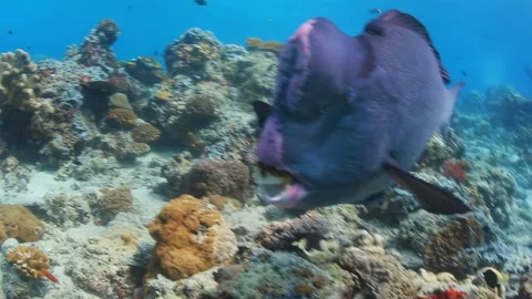 Bumphead Parrotfish with Open Mouth Over Coral Reef 스톡 동영상 346110295