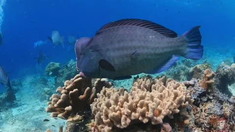 Bumphead Parrotfish Resting at a Cleaning Station on a Coral Reef 스톡 동영상 346109962