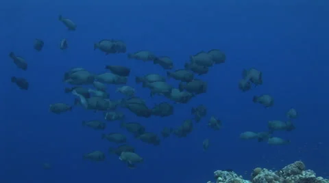 Bumphead Parrotfish School Stock Footage 53303806