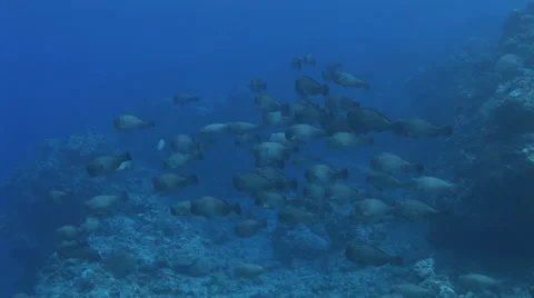 Bumphead Parrotfish School Stock Footage 55884140