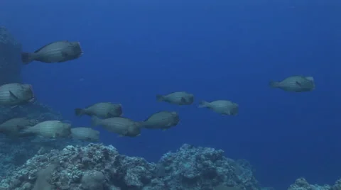 Bumphead Parrotfish School Stock Footage 55885046