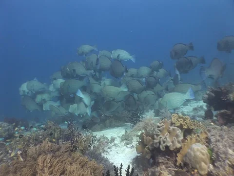 Bumphead Parrotfish school Video stock 98475568