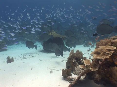 Bumphead Parrotfish school Stock Footage 98669354