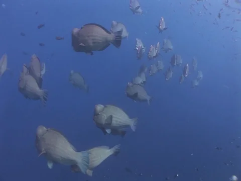 Bumphead Parrotfish school Stock Footage 98669994