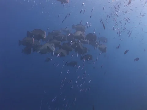 Bumphead Parrotfish school 動画素材 98670020