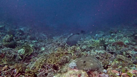 A bumphead parrotfish swims on a coral reef. Stock Footage 300299560