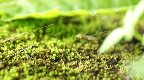 Bumping mosquito Stock Footage 32325749