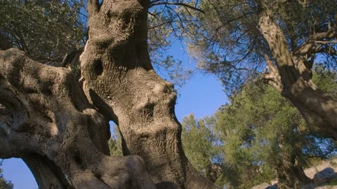 Bumps of a 1200-year-old tree Stock Footage 143177763