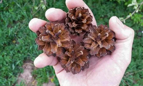 Bumps in hand. Stock Photos