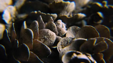 Bumps in macro 動画素材 180563647