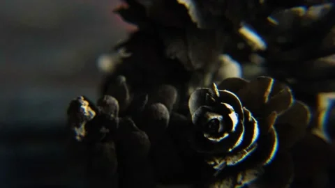 Bumps in macro 스톡 동영상 180563707