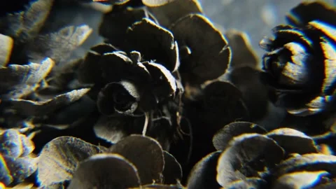 Bumps in macro photography 動画素材 180563639