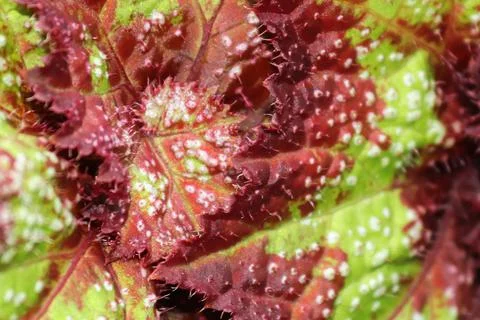 The bumpy and hairy texture on a begonia leaf Stock Photos