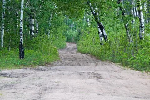 A bumpy atv trail through a forest Stock Photos