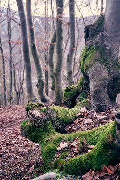 Bumpy beech in the autumn forest covered with moss, dry leaves on the ground Stock Photos