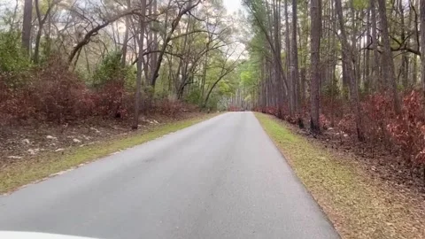 The bumpy dirt road to Gilcrist Blue Springs State Park near Fort White, Fl.. Video stock 263844270