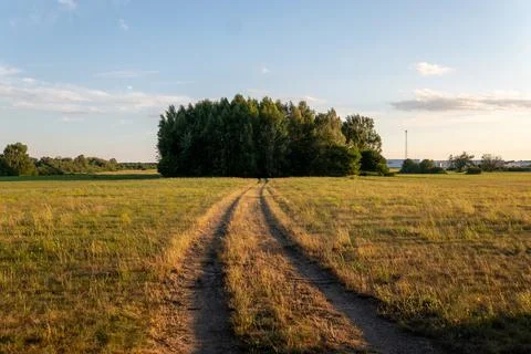 Bumpy dirt road leading through a vast meadow towards a small grove at sunset Foto stock