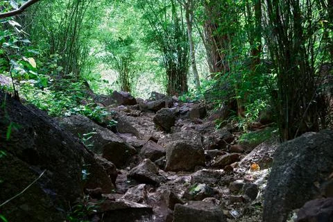 Bumpy dirt road in mountain with bamboo forest Stock Photos