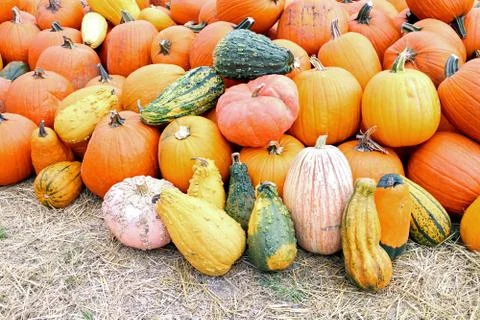 Bumpy gourd Stock Photos